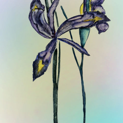 Iris