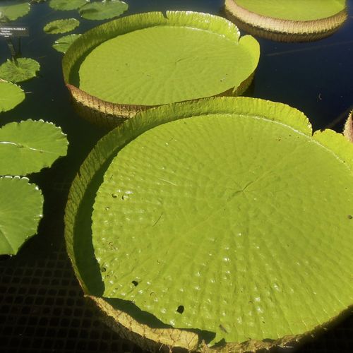 Water Platters