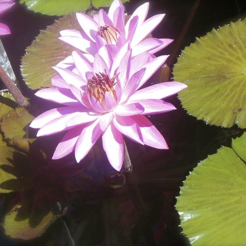Here are some flowers for YOU