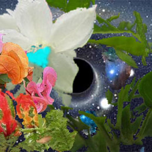 the cosmic flower of life