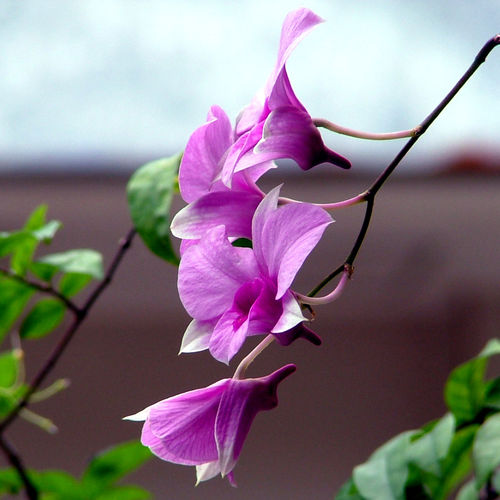 Flowers in Thailand