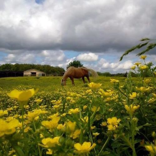 Buttercup Sunset