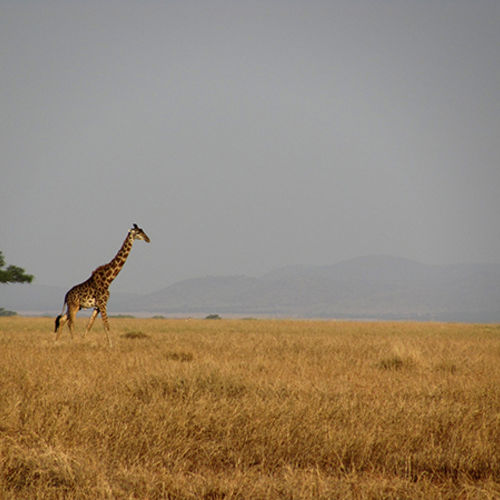 Kusafiri (Swahili for &quot;Traveling&quot;)