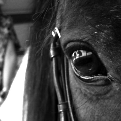 Through His Eyes