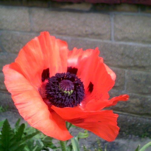 poppy in my garden