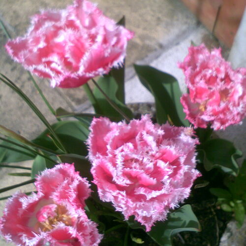 tulips in a pot