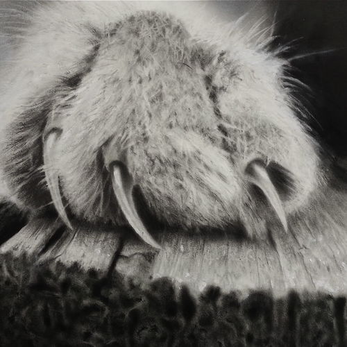 Cat&#039;s paw