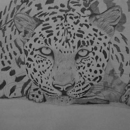 Leopard Resting