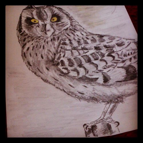 The short eared owl