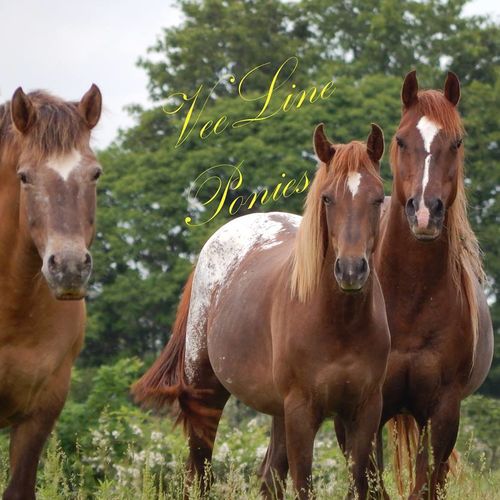 VeeLine Ponies