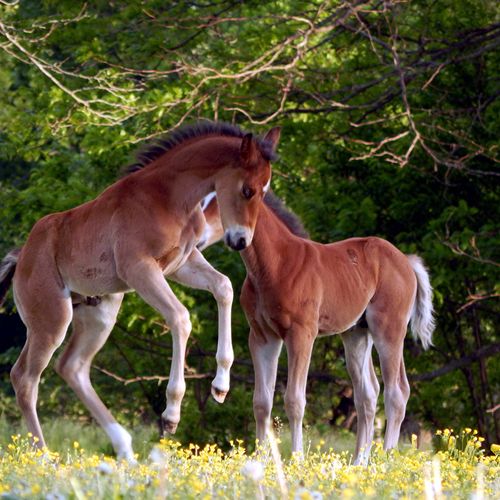 Frisky Foal