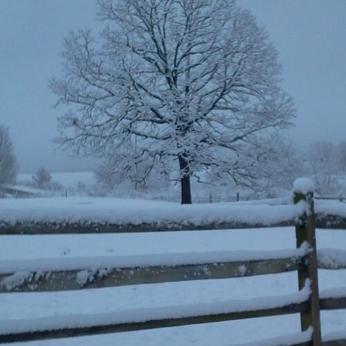 Snowy Tree