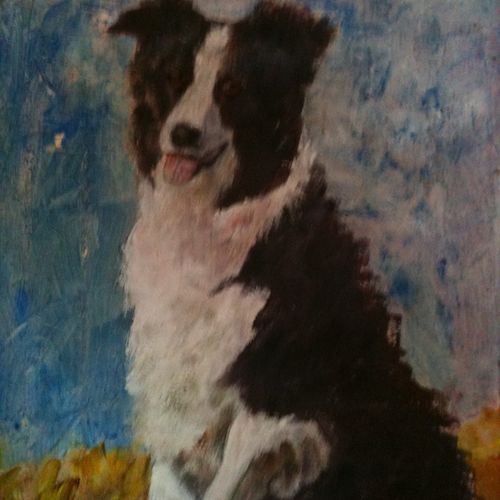 Sitting collie
