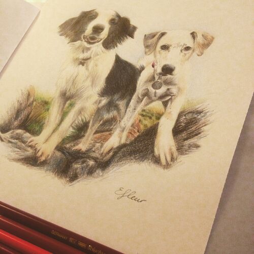 Colour pencil dogs 