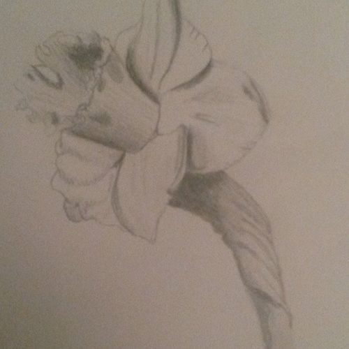 Lone daffodil