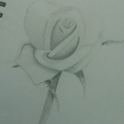 Single Rose