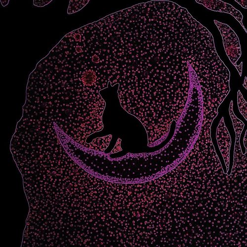 Cat Moon