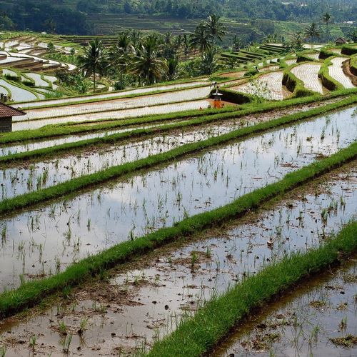 Fields of Bali