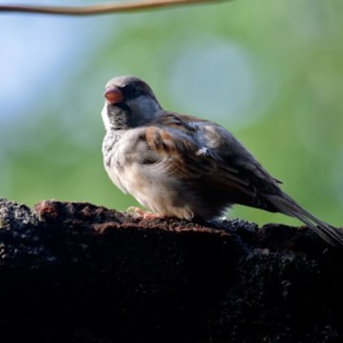 sparrowsong