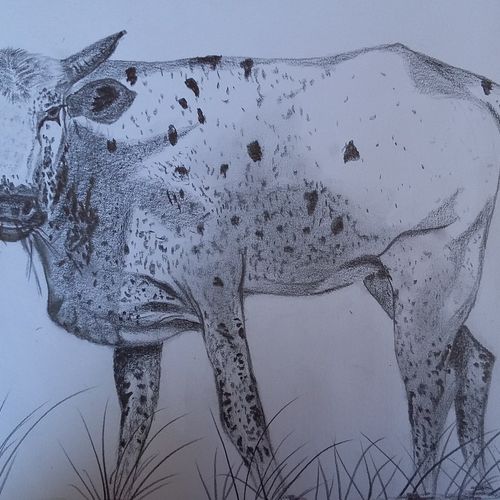 Nguni cow