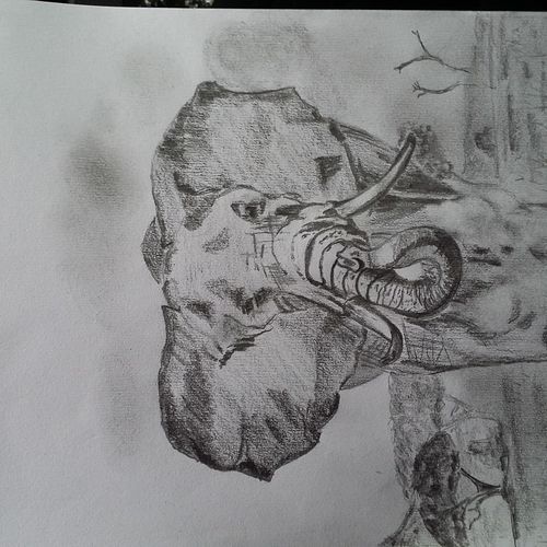 Elephant charging