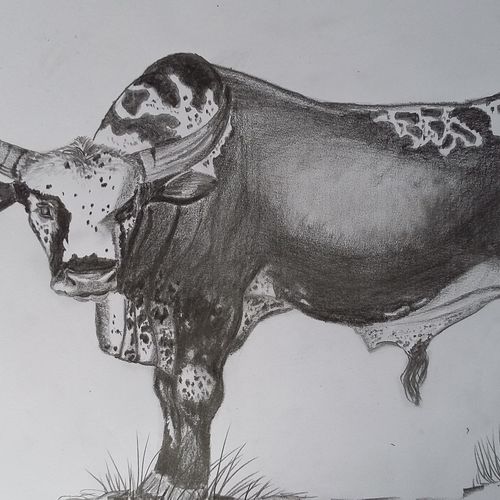Nguni bull