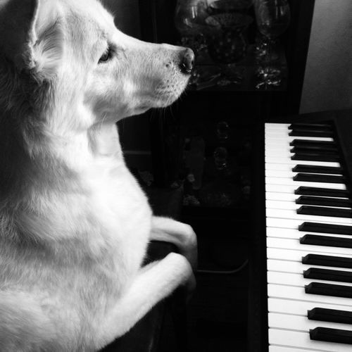 piano dog