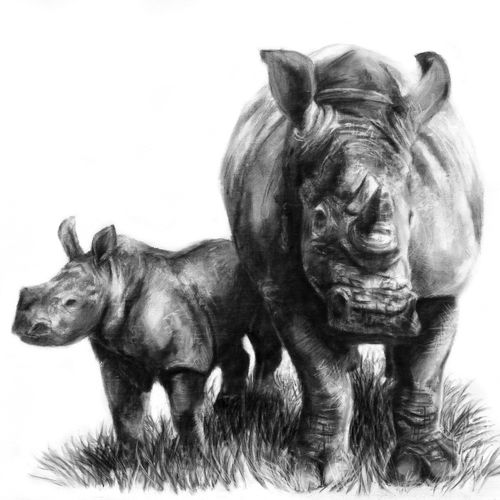 Rhino and Calf