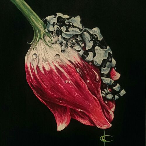 For the Love of Frogs