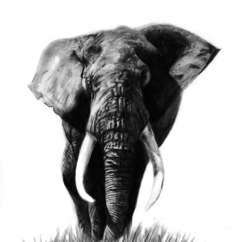 African Elephant