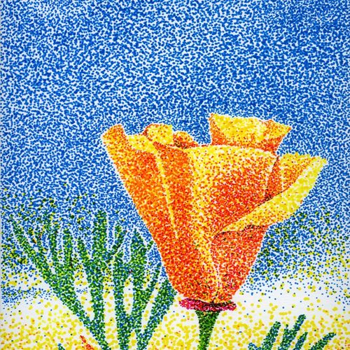 California Poppy