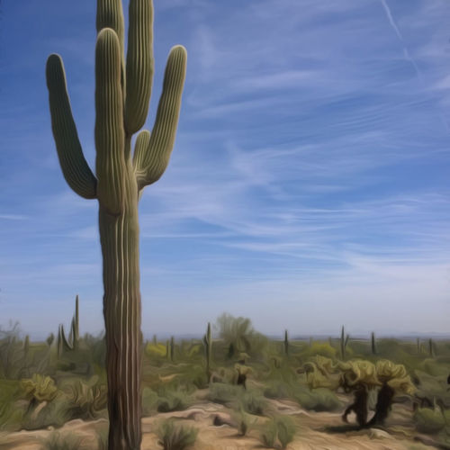 desert dream 