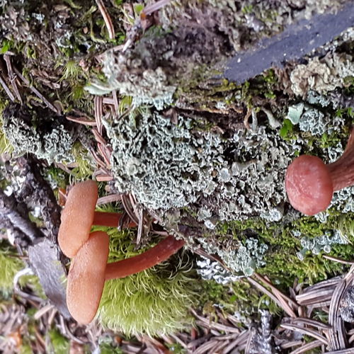 Remarkable red shroom trio illuminates to one of my kind. aww the beauty my husband can find. 