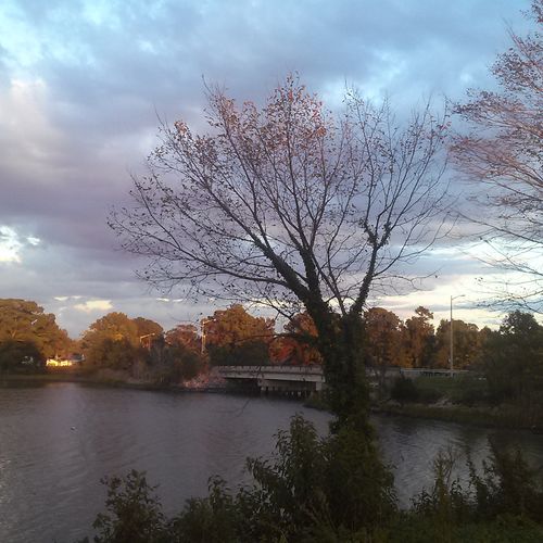 Trees by the water