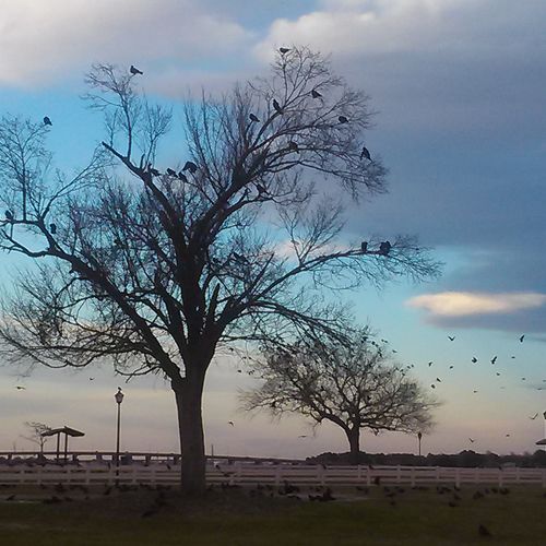 &quot;Watercolor&quot; or Art Trees, II