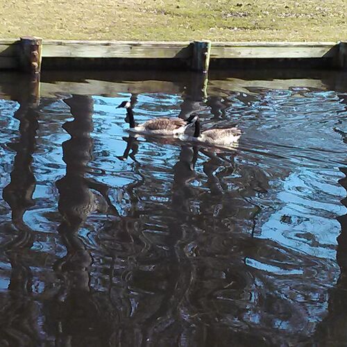 Geese, Pond Reflection