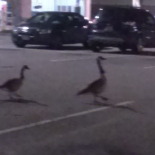 Geese in Parking Lot