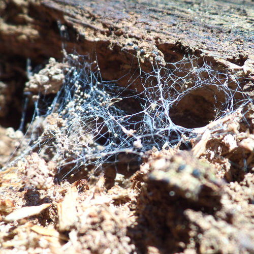Spider Web 