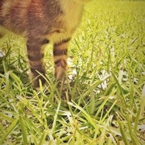 Kitty 