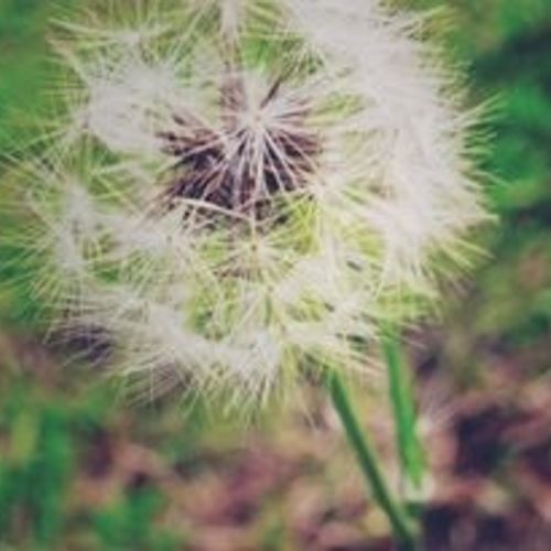 Dandelion 