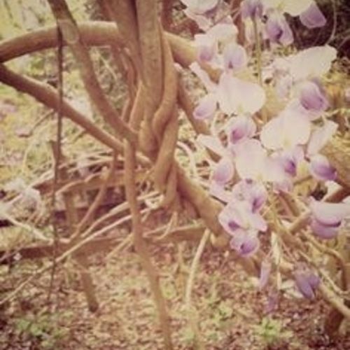Vines 