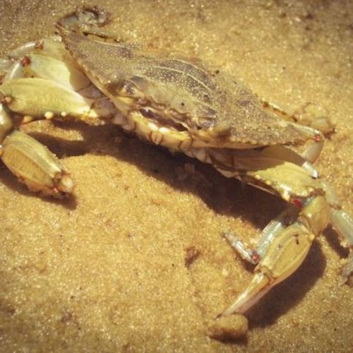 Crab