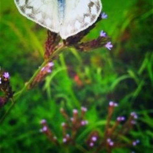 Butterfly, Fly Away!