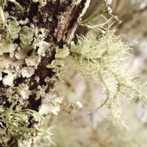 Tree Bark 