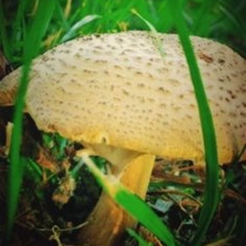 Mushroom 