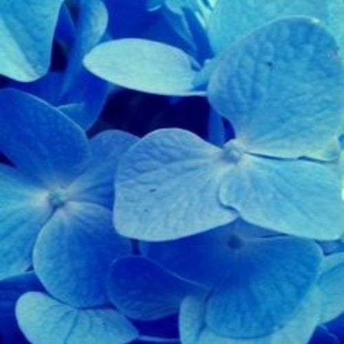 Blue Flower 