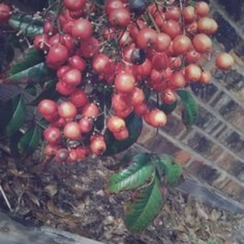 Berries 