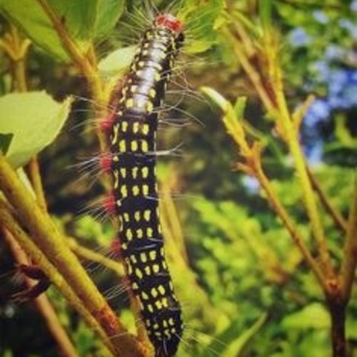 Growth Of A Butterfly 