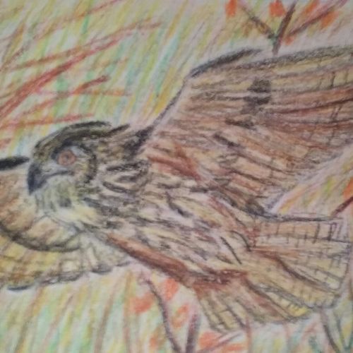 Owl Flying