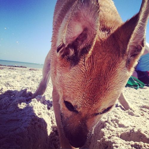 Beach Pup